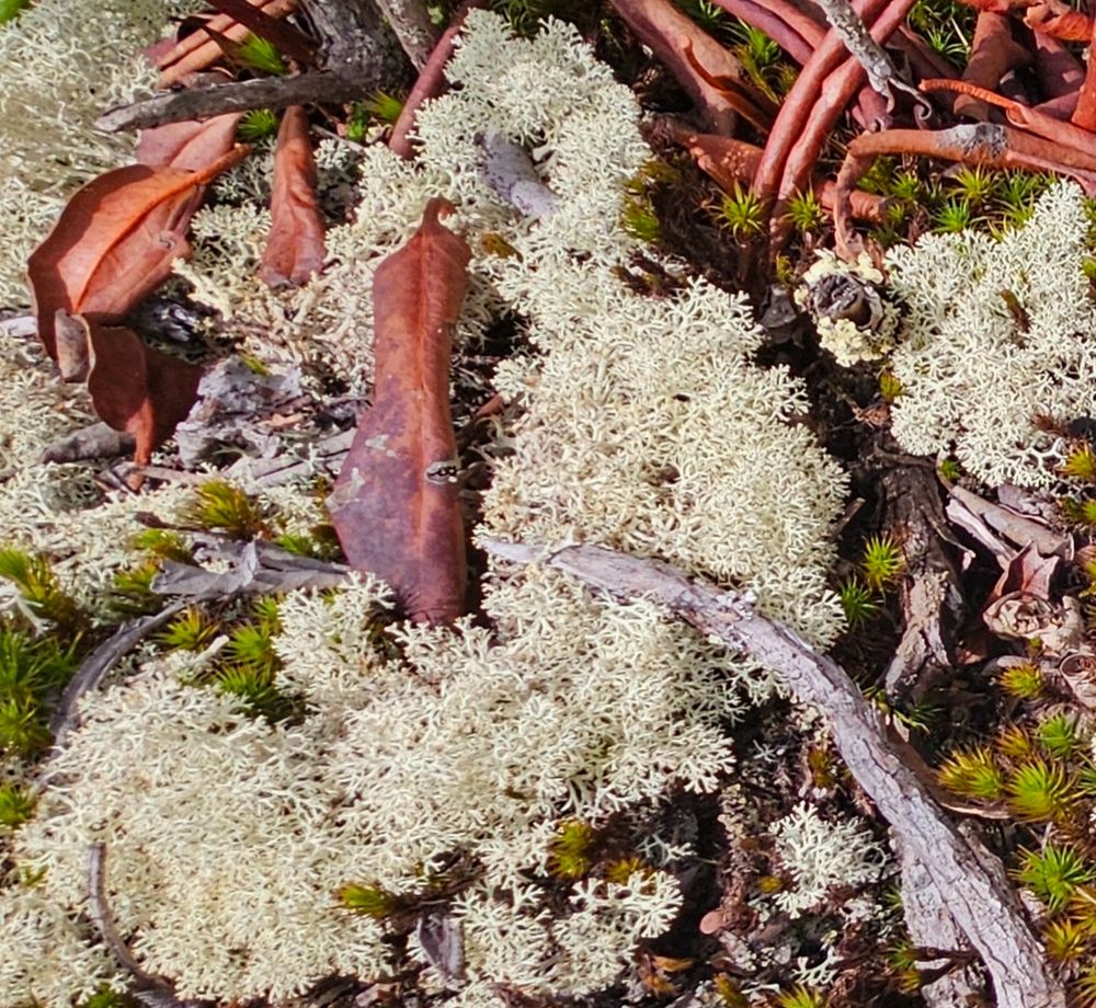 Reindeer lichen, also known as reindeer moss, is not a fungus but a lichen, a symbiotic partnership between a fungus and an alga (or cyanobacterium). The fungus provides structure and protection, while the alga produces food through photosynthesis. These hardy, much-branching, grey-green lichens are a vital food source for reindeer and caribou, especially in winter, and can be found in various habitats, from dry woods to alpine tundra. 
Key Characteristics
Appearance: Forms pale yellow-green or grey-green cushions with much-branching, round, and fibrous structures. 
Structure: The branches have tiny, brownish knobs at the tips where spores are produced. 
Habitat: Thrives in well-drained, open environments, including dry woods, scrubby flatwoods, and alpine tundra. 
Growth: It is a slow-growing organism, with growth occurring by producing new branches and elongating older ones. 