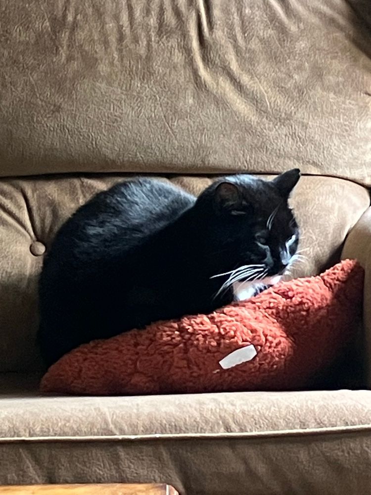 black cat sitting on a red pillow 