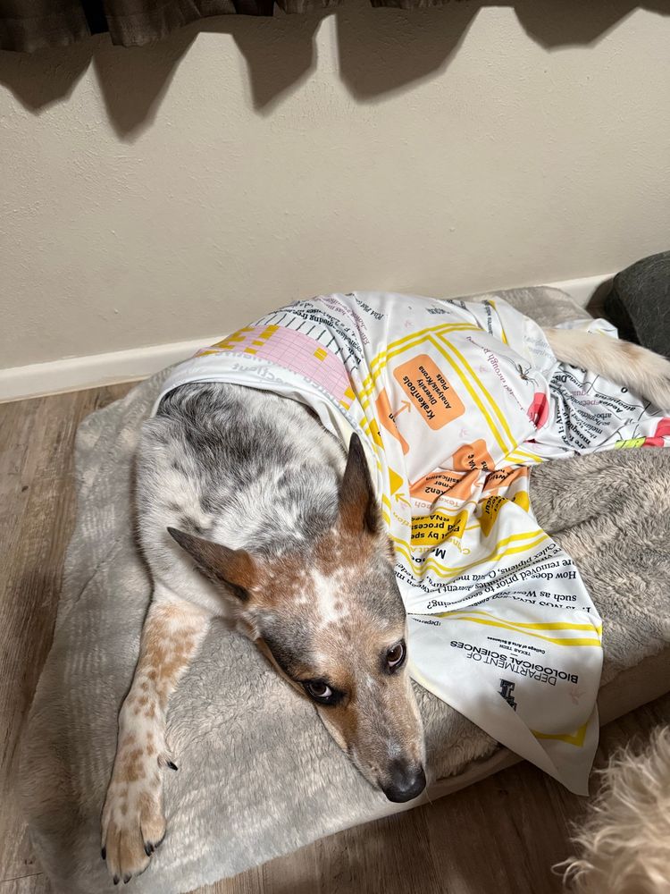 Dog wrapped in scientific poster