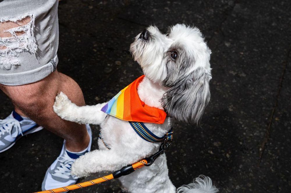 A dog wearing a rainbow bandana at Liverpool Pride, looking up at the person walking it.