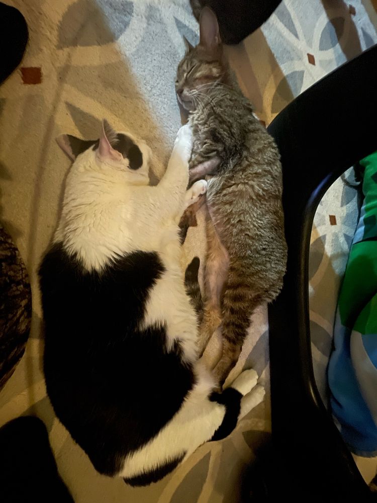 大きく横に拡がるねこ