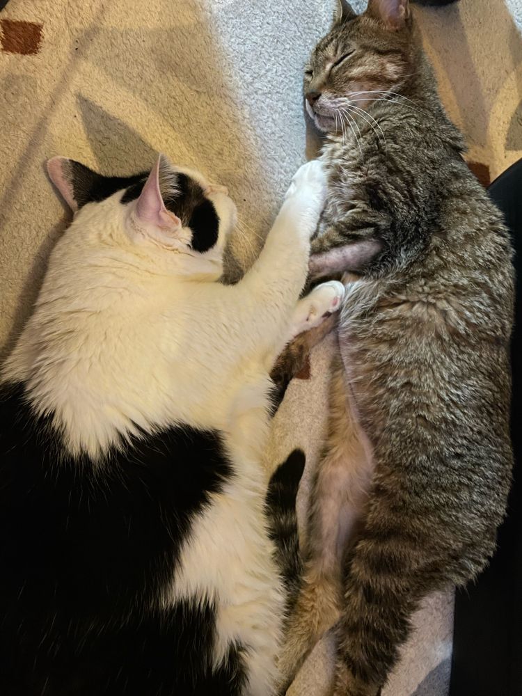 ホットカーペットで溶けるねこ