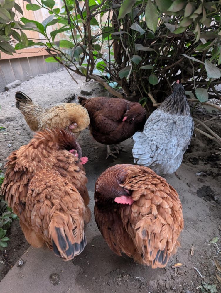 5 chickens have their morning meeting