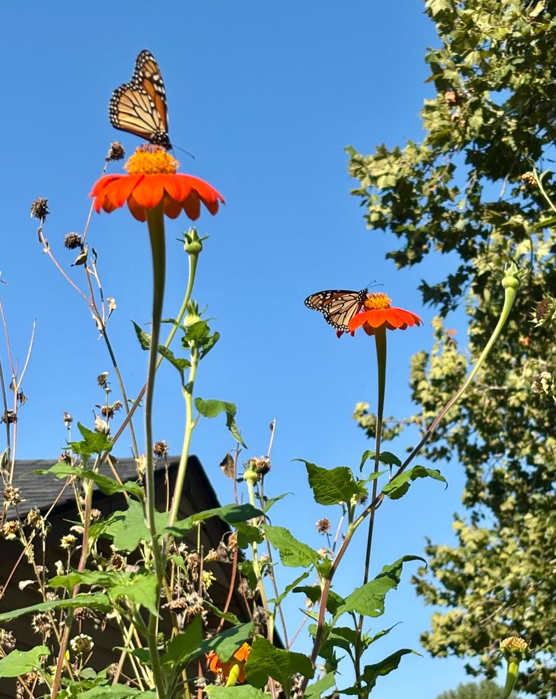 Monarchs on tithonia. 