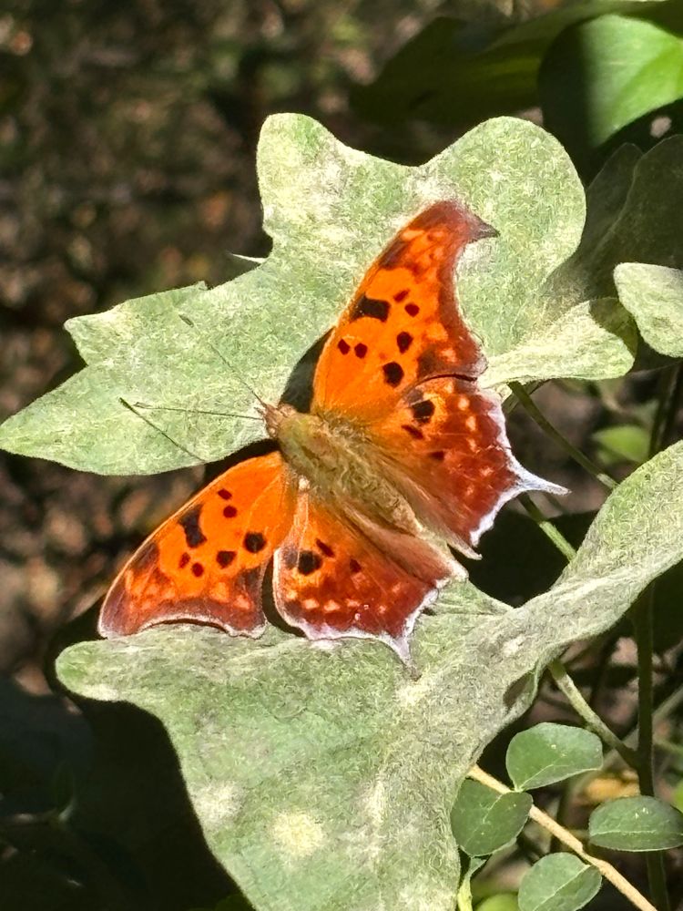 Question mark butterfly