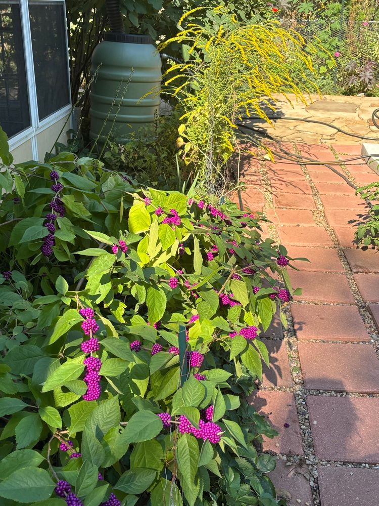Beautyberry and solidago