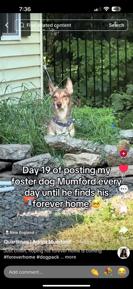 Another screenshot of another TikTok showing the best boy’s huge ears 