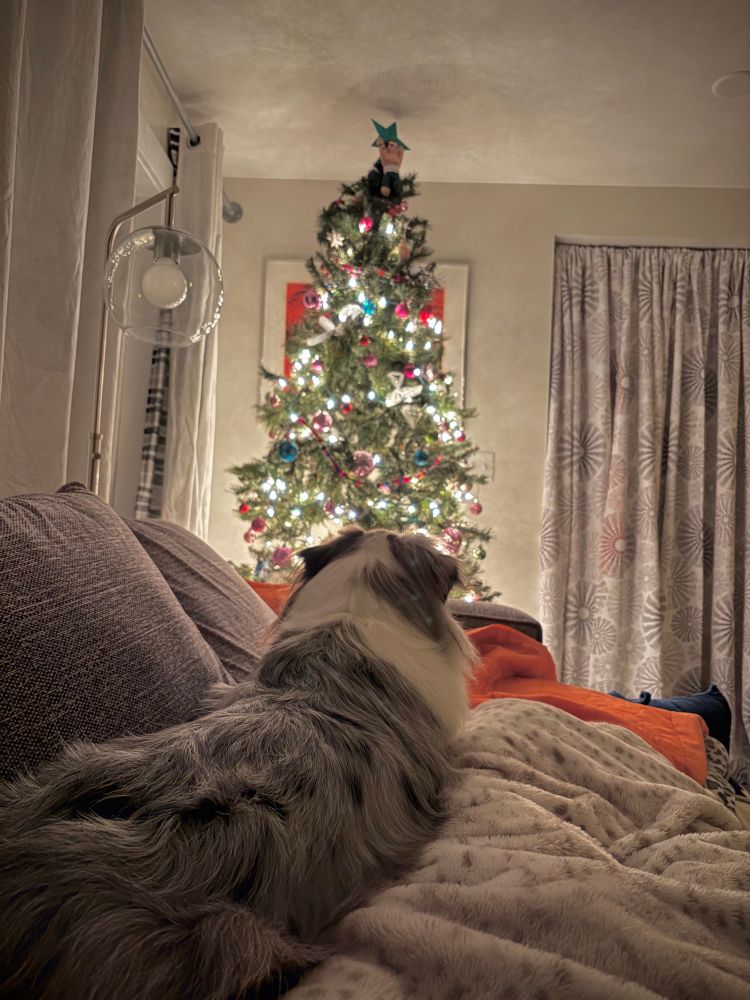 Our dog, facing away from me as he’s lying down on the couch (and my legs). Our Christmas tree is lit and in the background.