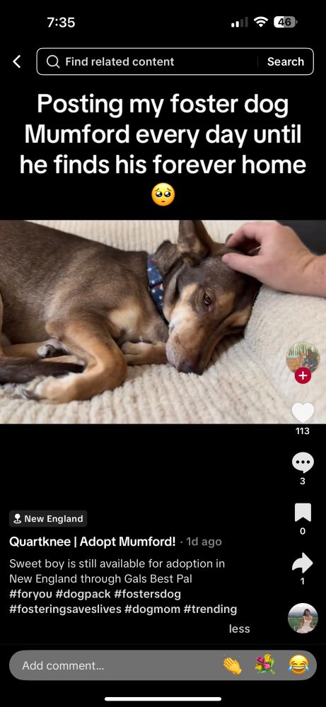 Screen grab of a TikTok video showing the best boy. He is still available for adoption in New England through Gals Best Pal