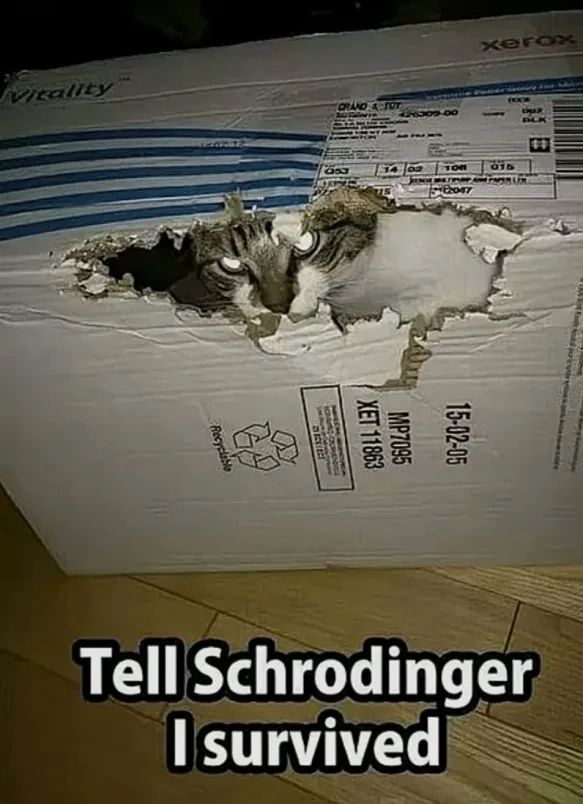 Angry cat chewing out of a box. Caption "Tell Schrodinger I survived"