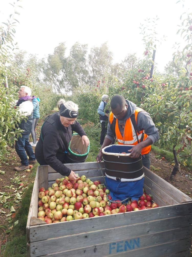 TEECH volunteers taking part in the apple picking fundraiser in Wisbech, Cambridgeshire. 