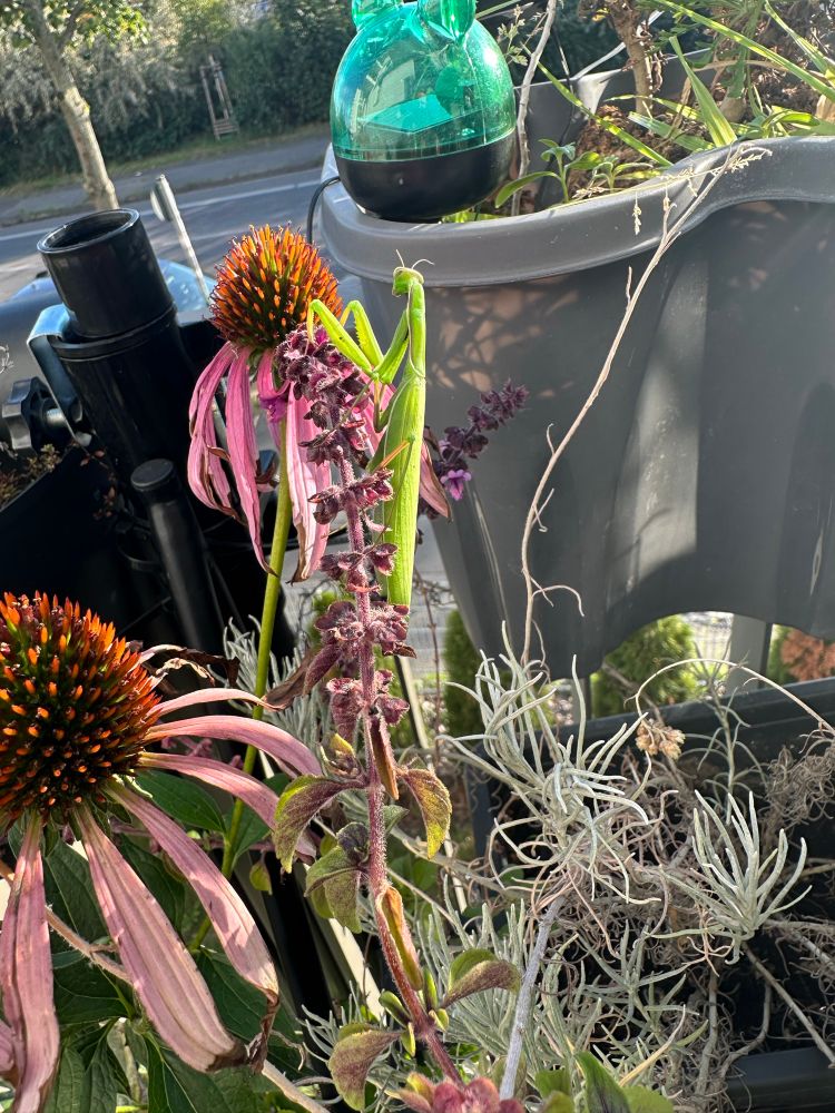 Europäische Gottesanbeterin (Mantis religiosa) auf einer Blume
