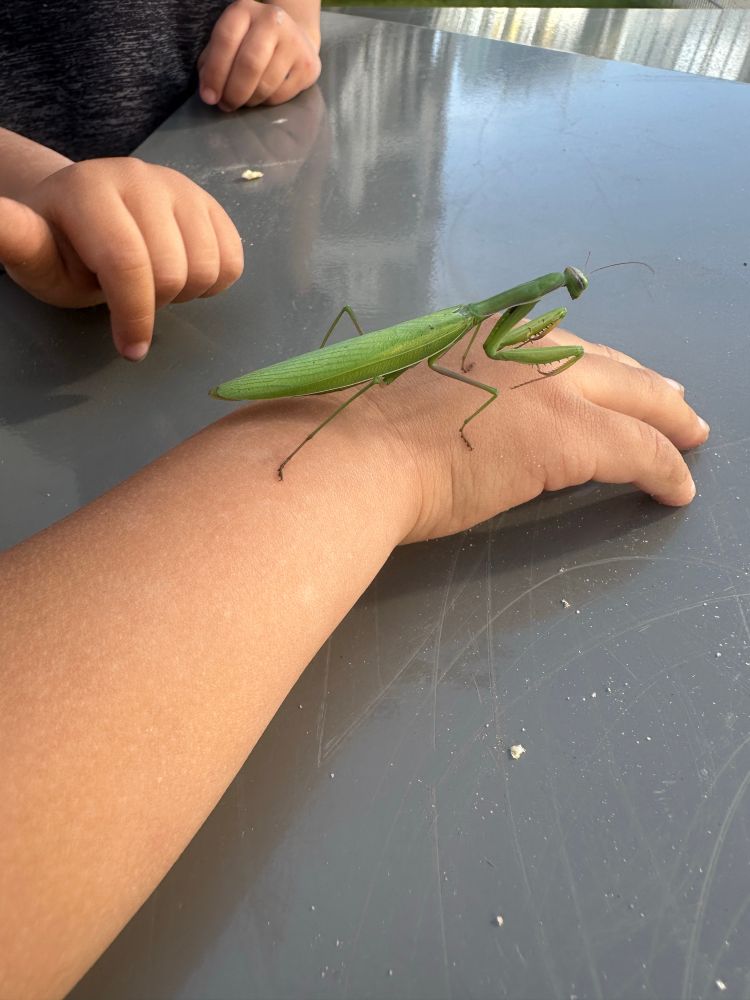 Europäische Gottesanbeterin (Mantis religiosa) auf der Hand eines Kindes