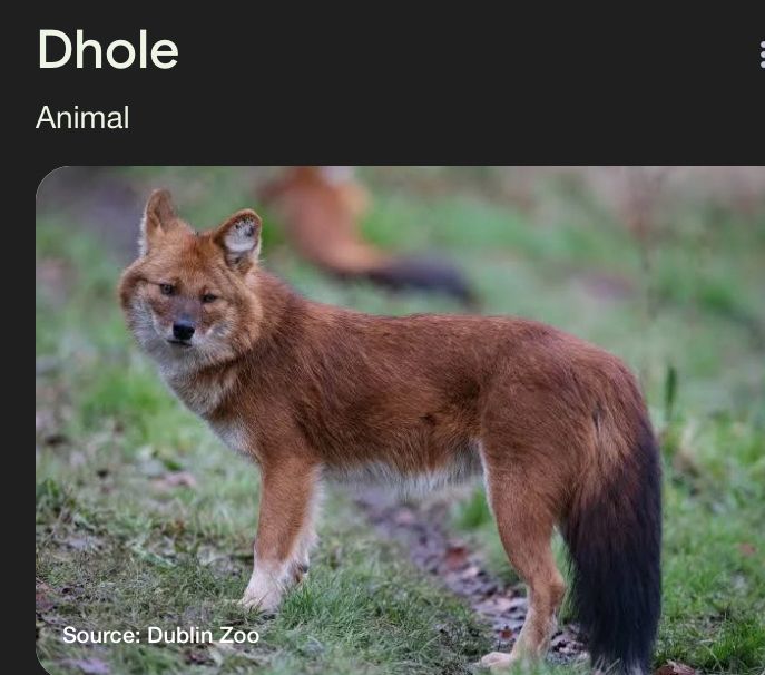 Screen cap of a Dhole, a coyote sized canine. Source: Dublin zoo. Label at too says Dhole. 