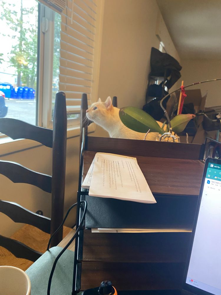 A cat looks tensely out a window 