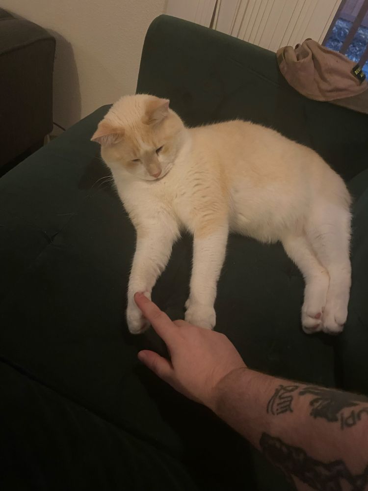 Cat looks miffed because someone is putting a finger on his toe. 