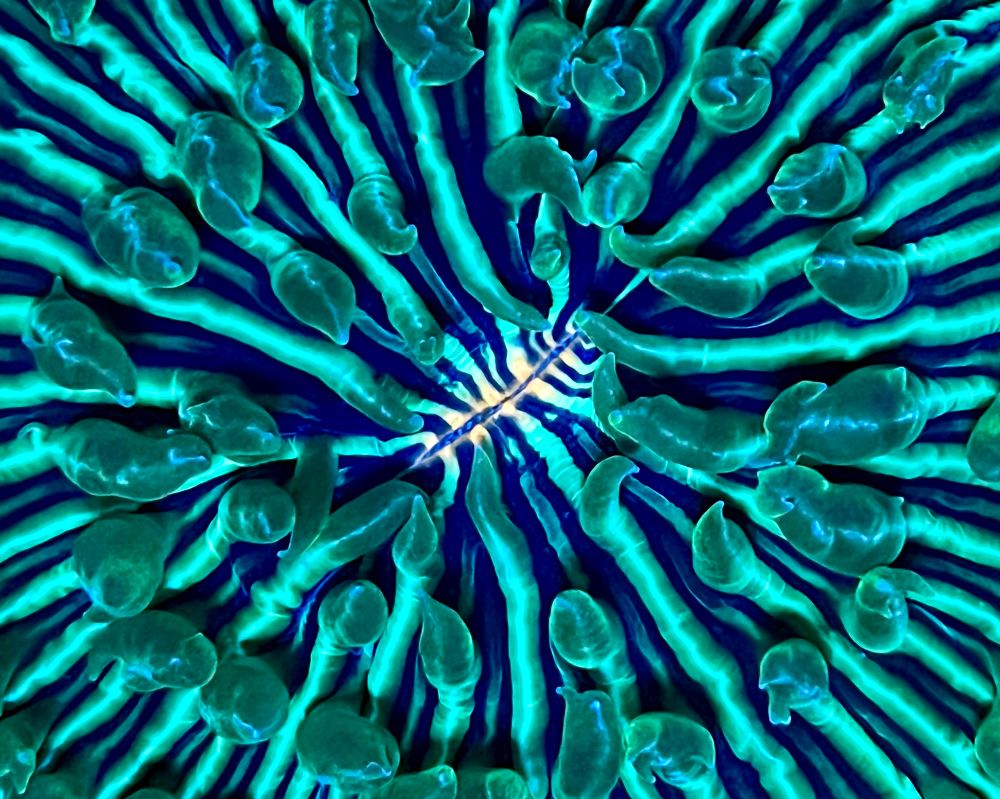 A photo of a smiling Fungia mushroom plate coral.