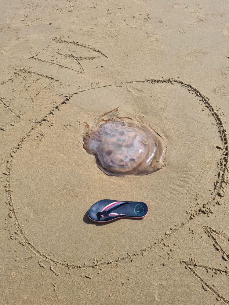 Una medusa enorme, muerta, en la playa 