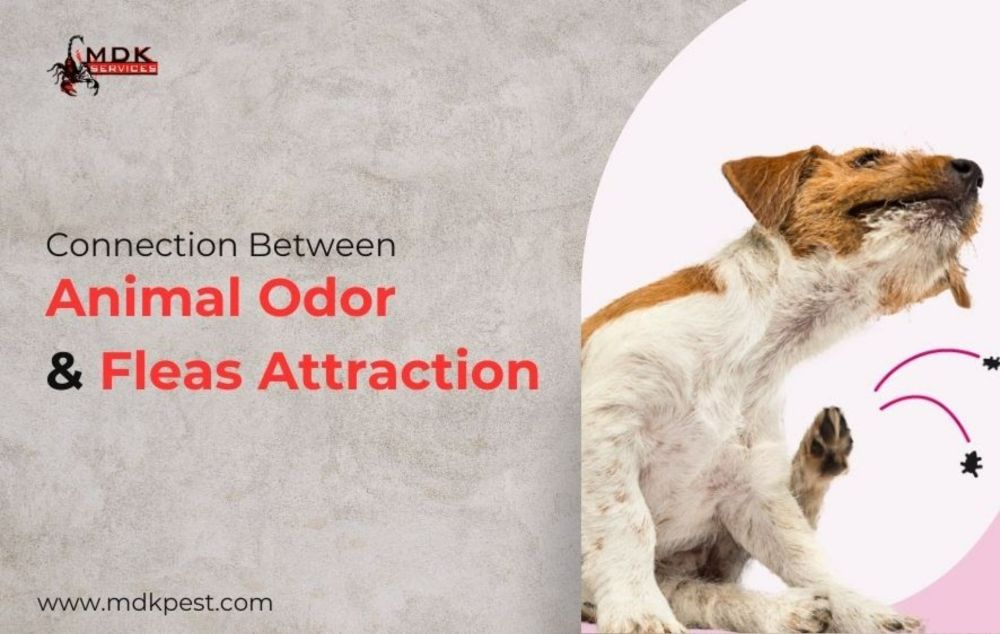 Connection Between Animal Odor & Fleas Attraction