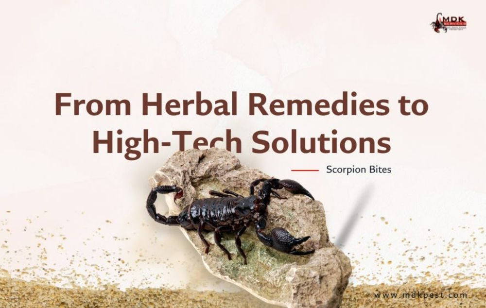 From Herbal Remedies to High-Tech Solutions — Scorpion Bites