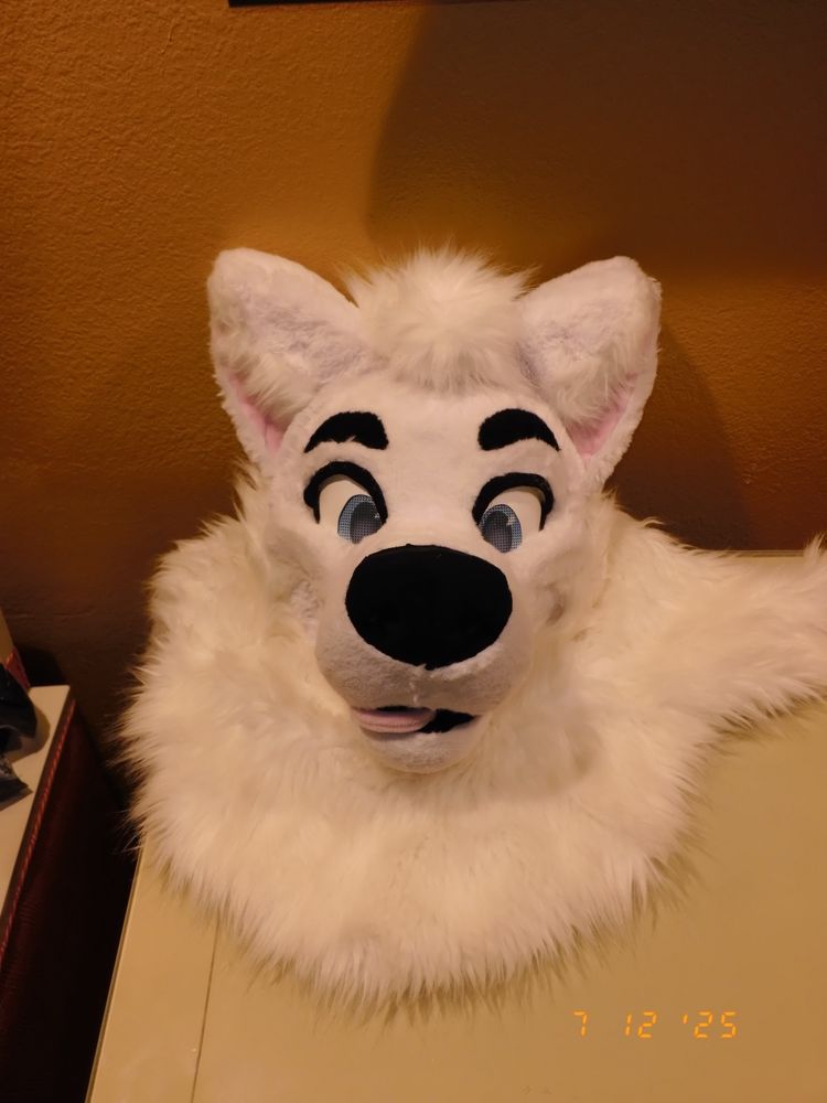 White LostyWolf fursuit head sitting on a countertop 