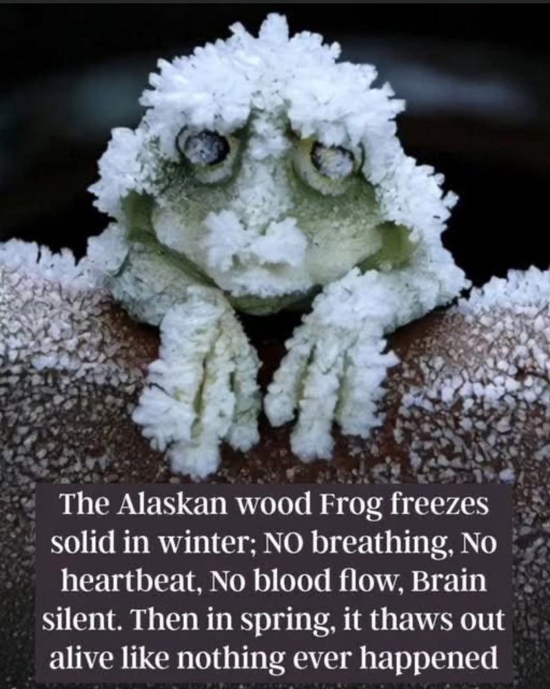 The Alaskan wood Frog freezes solid in winter; NO breathing, No heartbeat, No blood flow, Brain silent. Then in spring, it thaws out alive like nothing ever happened