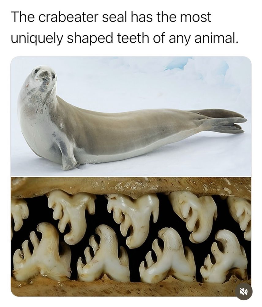 The crabeater seal has the most uniquely shaped teeth of any animal.