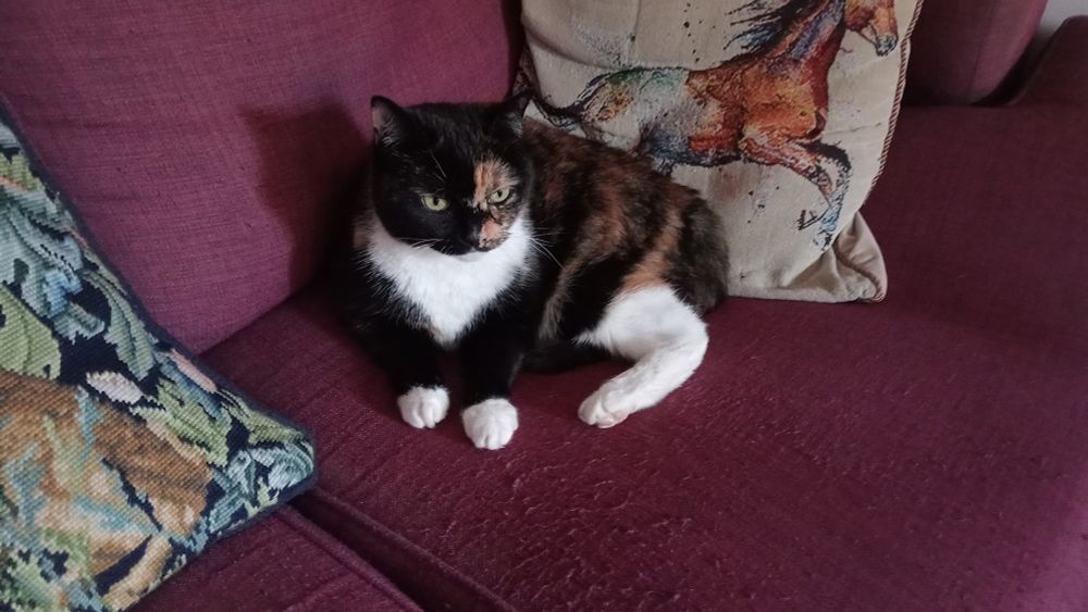 Cat sat on a sofa