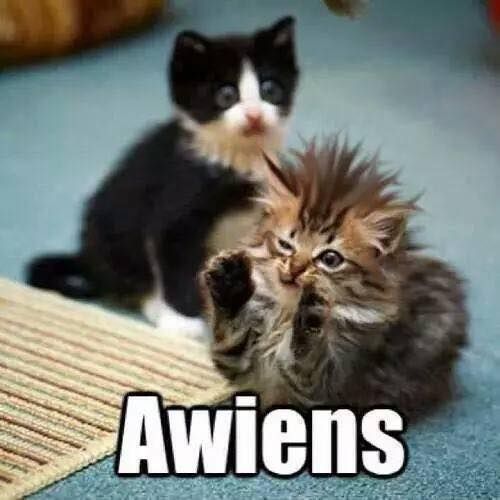 Two kittens. One is gesturing with its paws and its fur is fluffed up on top so that it looks like Giorgio A. Tsoukalos from Ancient Aliens. Captioned "Awiens."