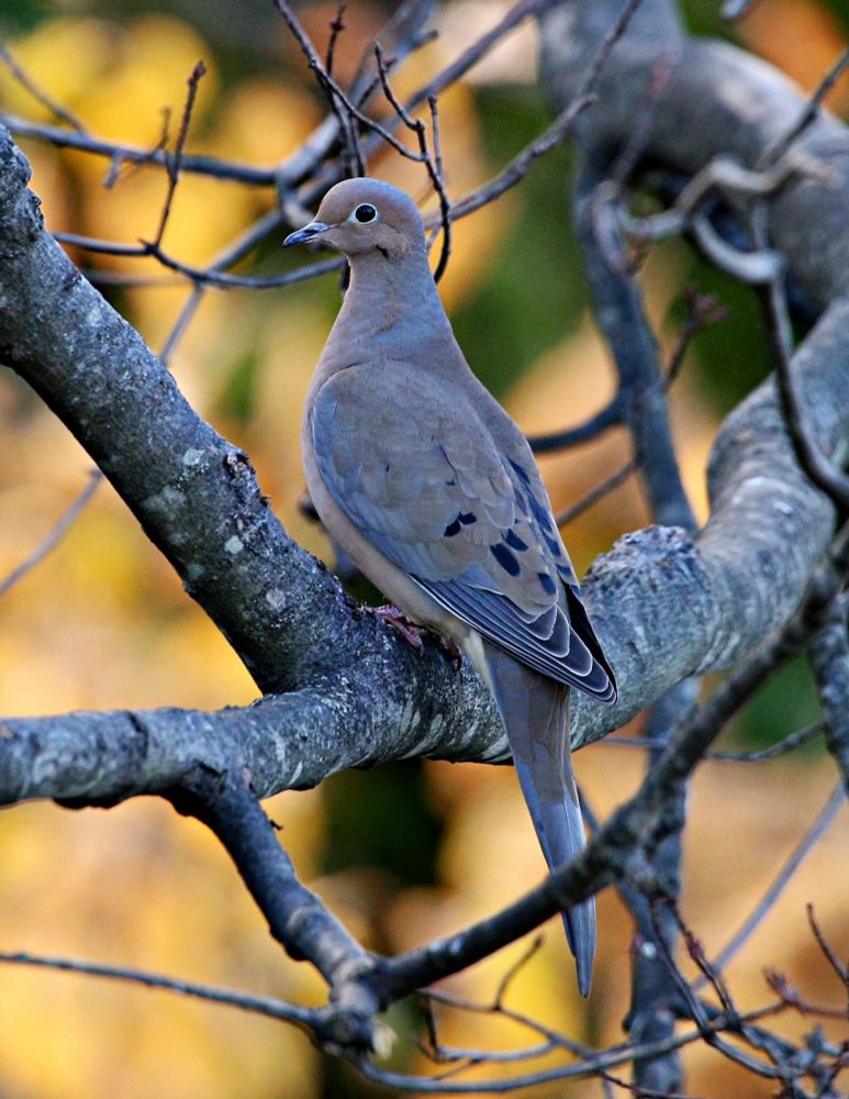 A medium-sized mostly gray bird with some black spots on its wings on a bare tree branch with patches of yellow-orange and green behind it 