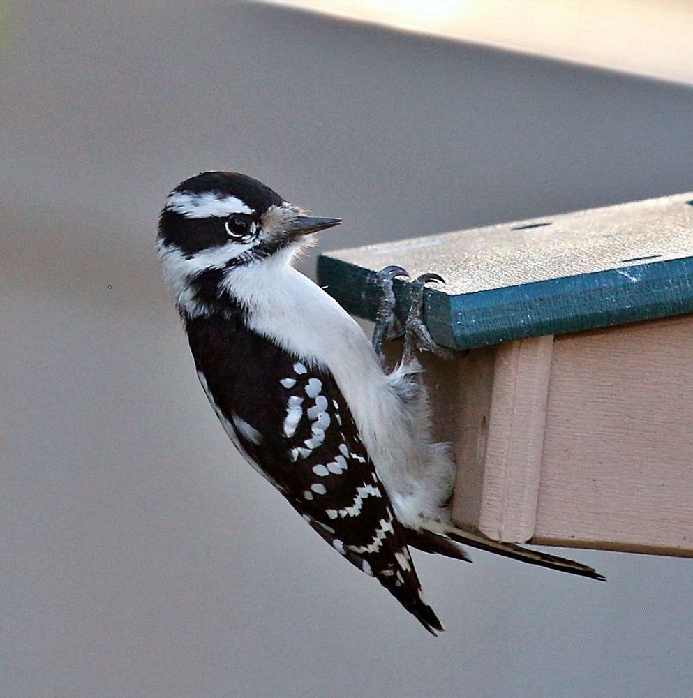 A small black and white bird hanging on to a suet feeder 
