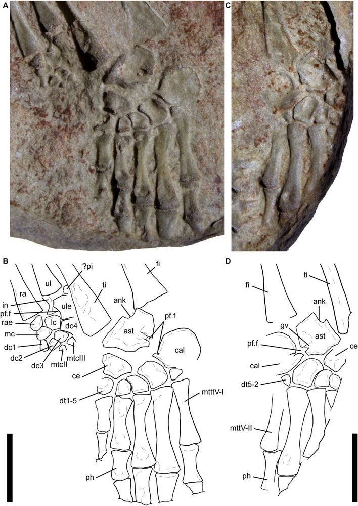 Tarsus, or foot, of Galesphyrus. 