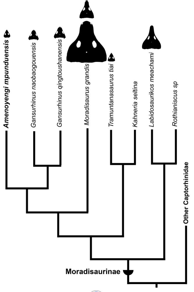 Simple cladogram demonstrating the relationships of Amenoyengi (on the left) with other moradisaurine captorhinids. Skull silhouettes show the size disparity present in this group