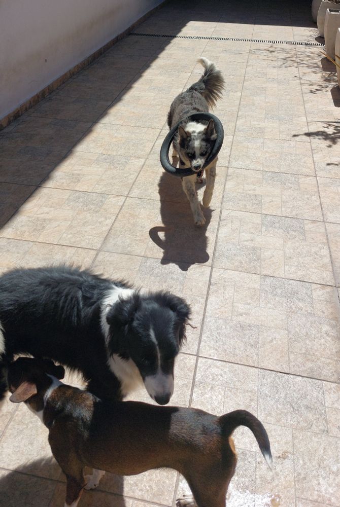 Foto de 3 cachorros, 2 mais na frente se cheirando. 1 no fundo vindo na direção da foto com um pneu na boca