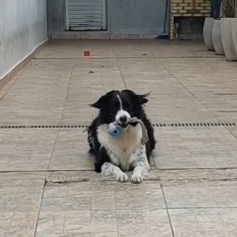 Foto de cachorro brincando. 