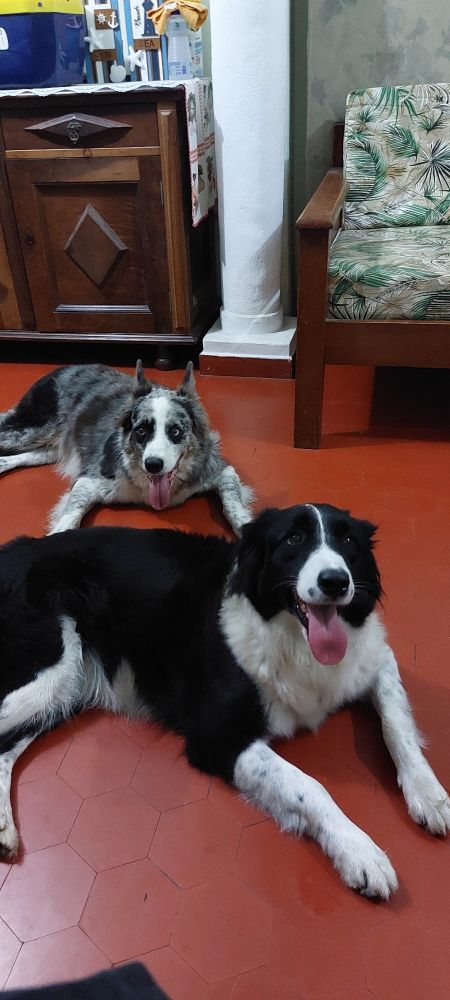Dois cachorros dietados passando calor.