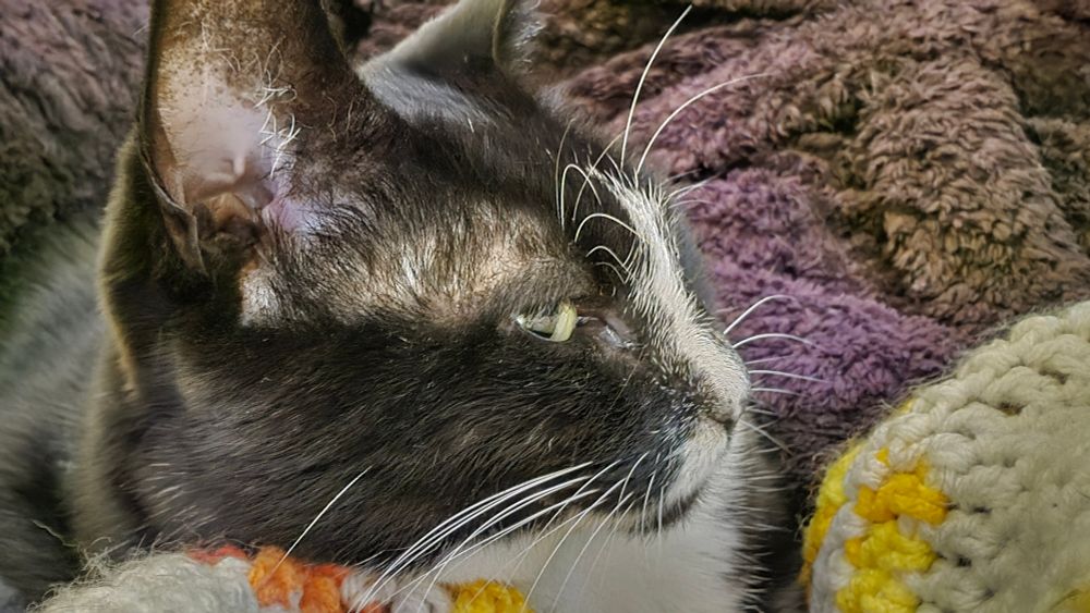 Extreme closeup of a tuxedo cat with a white blaze, whiskers, and chest.