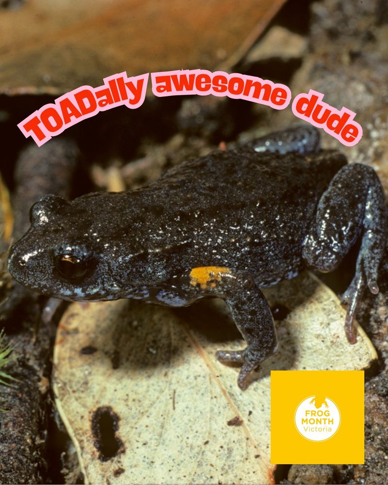 A picture of a small grey frog with yellow armpits (Bibron's toadlet), with the caption 'TOADally awesome dude' in red and a yellow logo for Frog Month Victoria