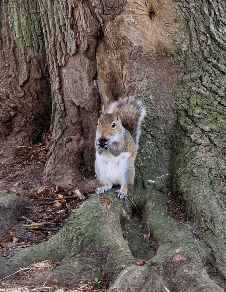 A grey squirrel sat at the foot of a tree, munching in a berry.