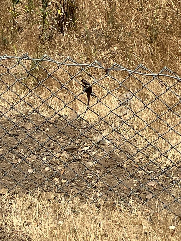 A western fence lizard perches on a chain link fence. Behind it is some dirt and golden grass. 