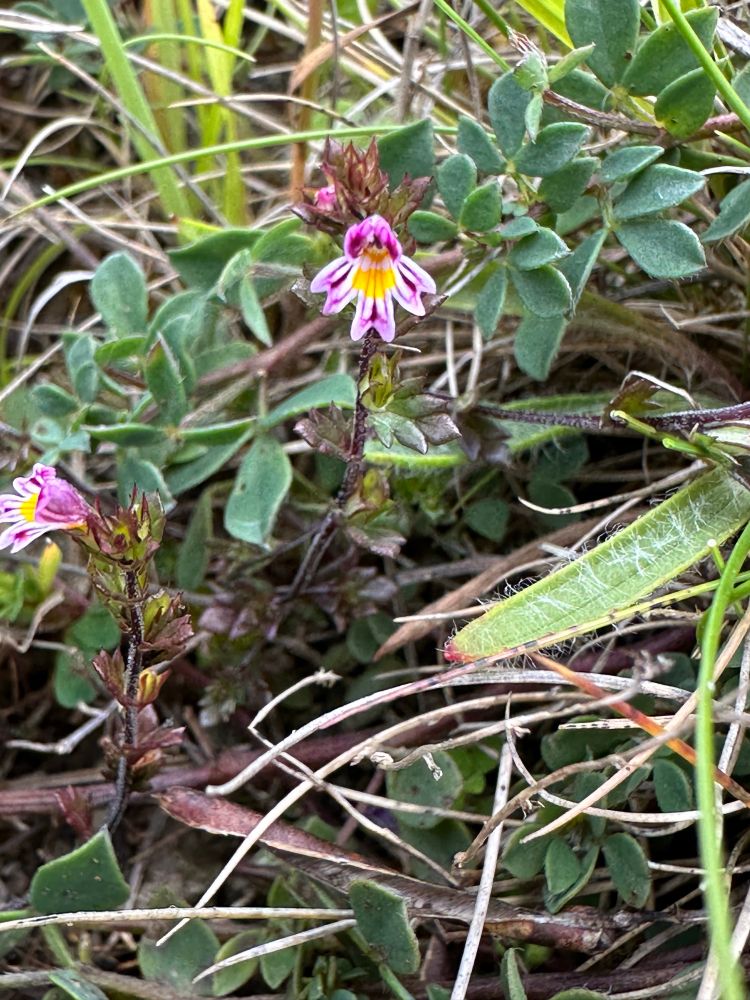 Magenta tinged euphrasia sp.