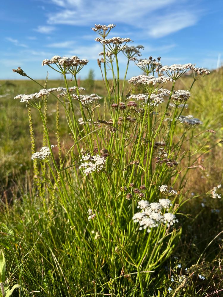 Parsley leaved water dropwort