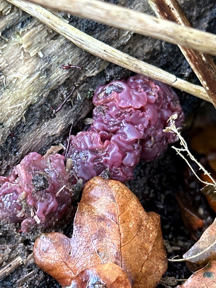 Purple Jellydisc growing on rotten log