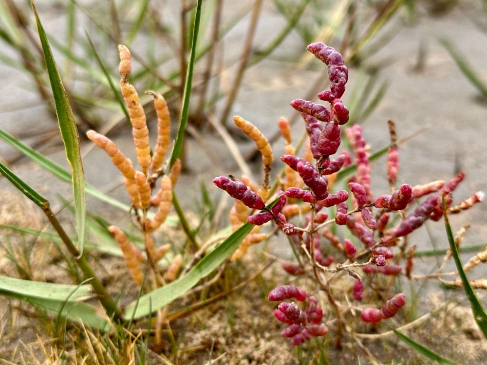 Yellow is procumbens group red is europaea group species