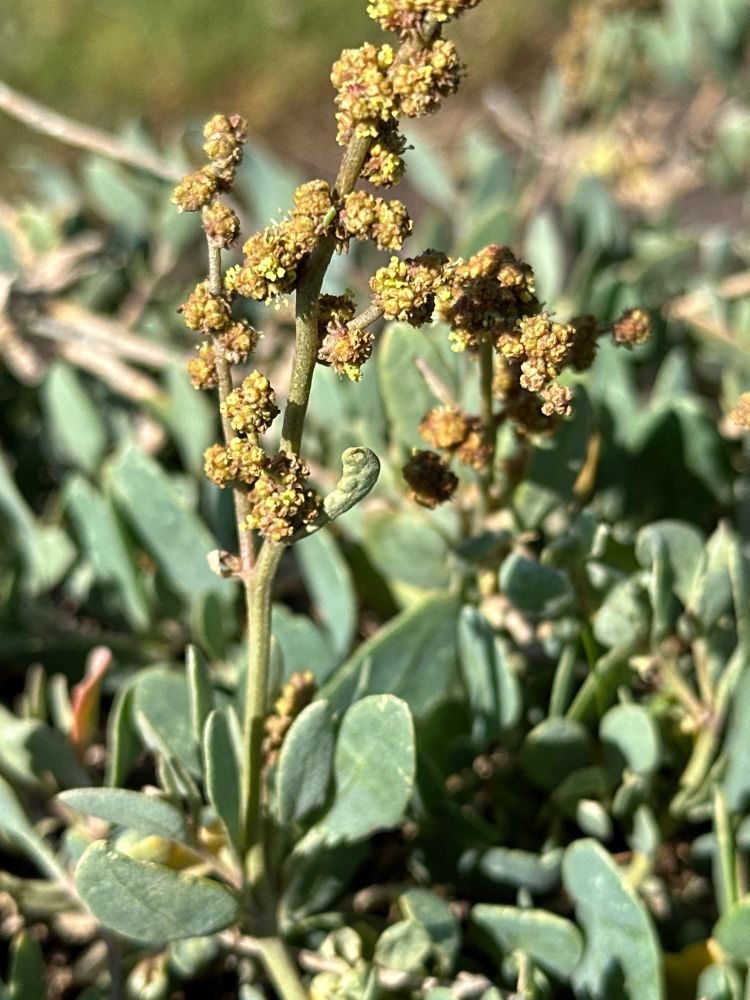 Sea purslane