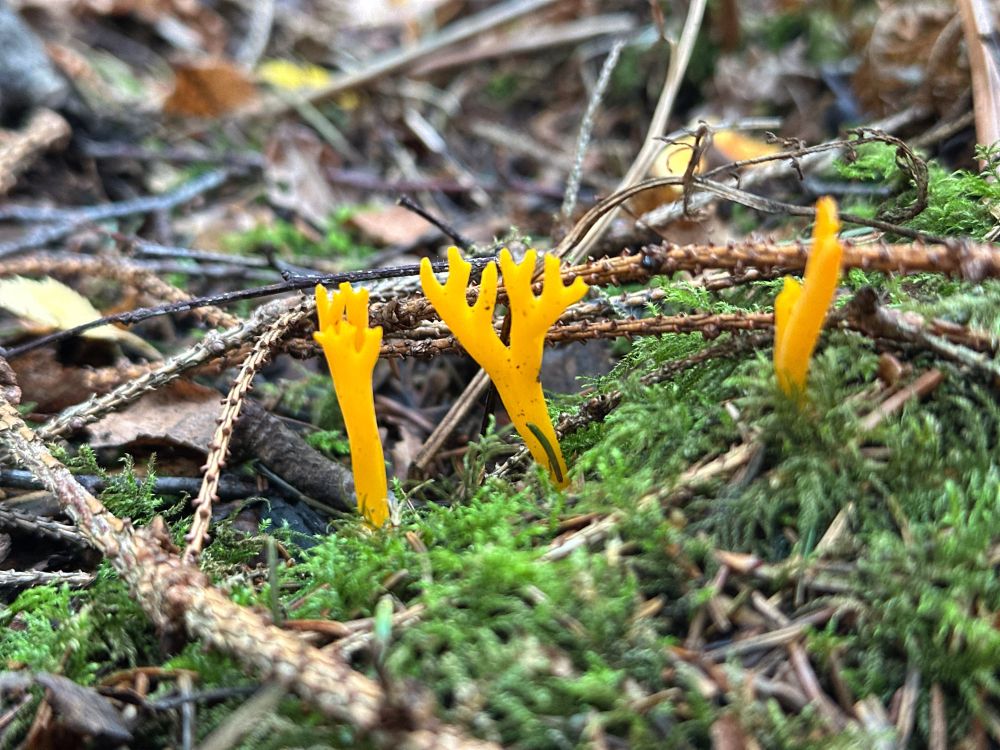 Yellow stagshorn fungus