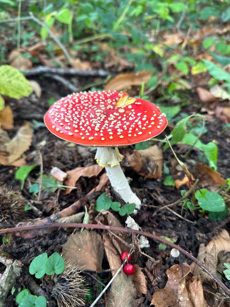 Amanita muscaria 