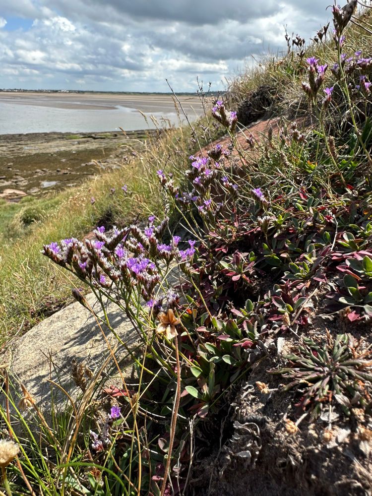 Celtic rock sea lavender