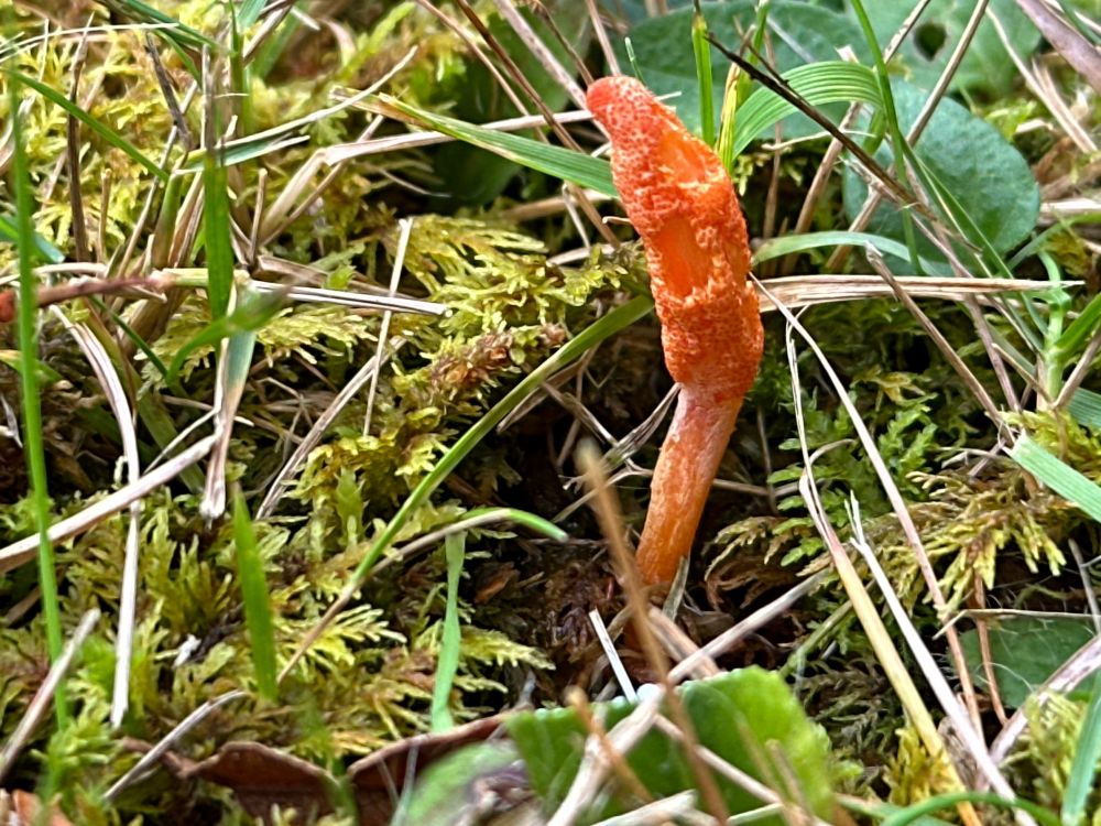 Cordyceps militaris. Scarlet club growing from a buried insect larva