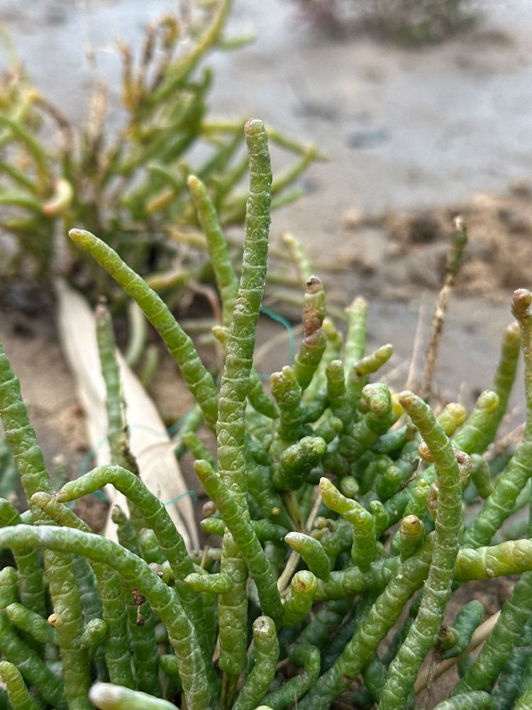 Long stalked glasswort